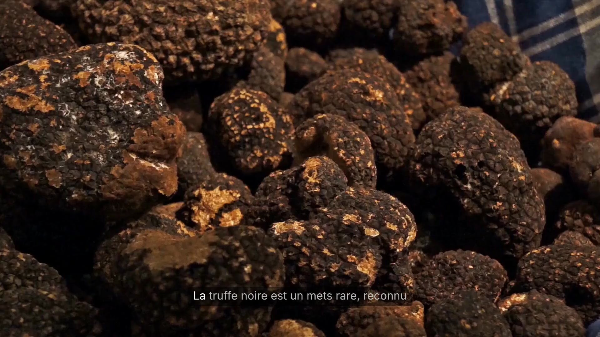 Truffe Noire